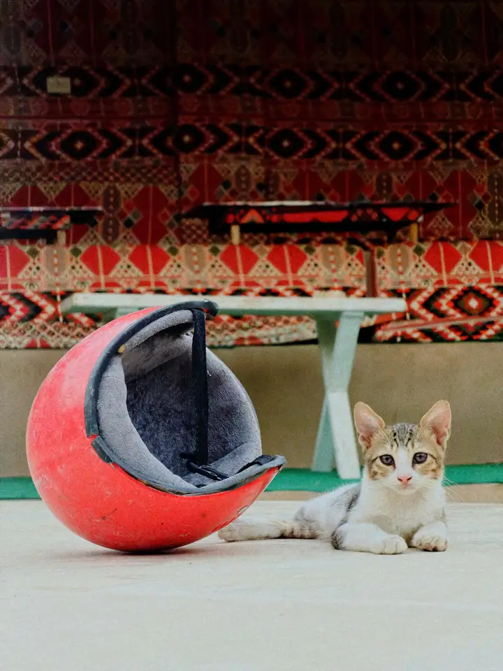 A white cat beside a red hanging chair and a patterned wall