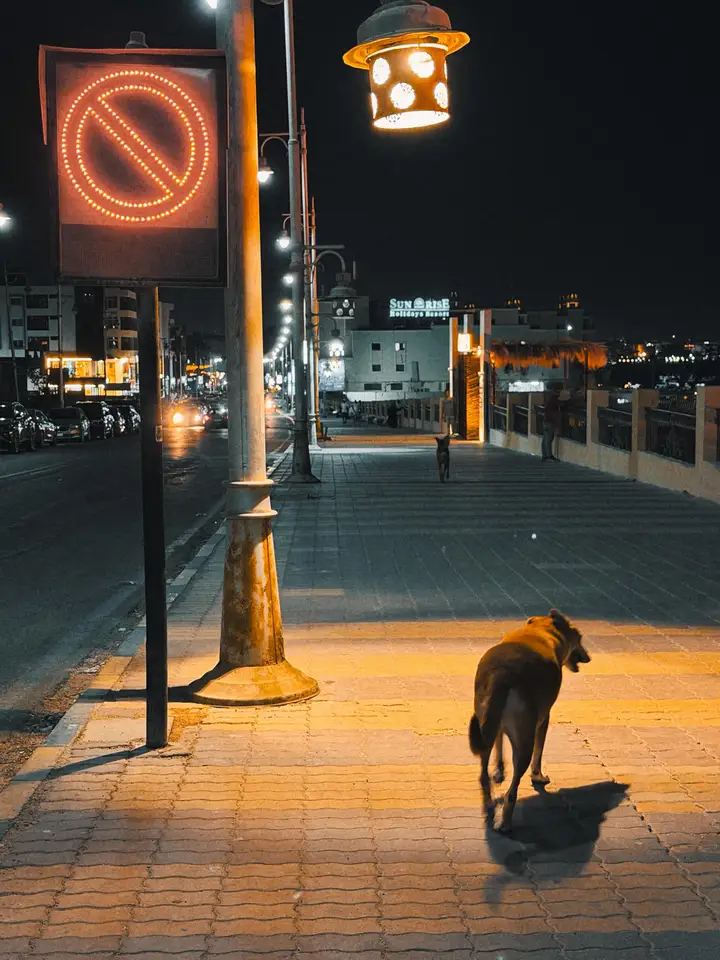 A dog crossing a quiet street under amber lights at night
