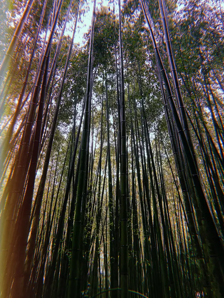 Tall bamboo trunks rising into a green canopy