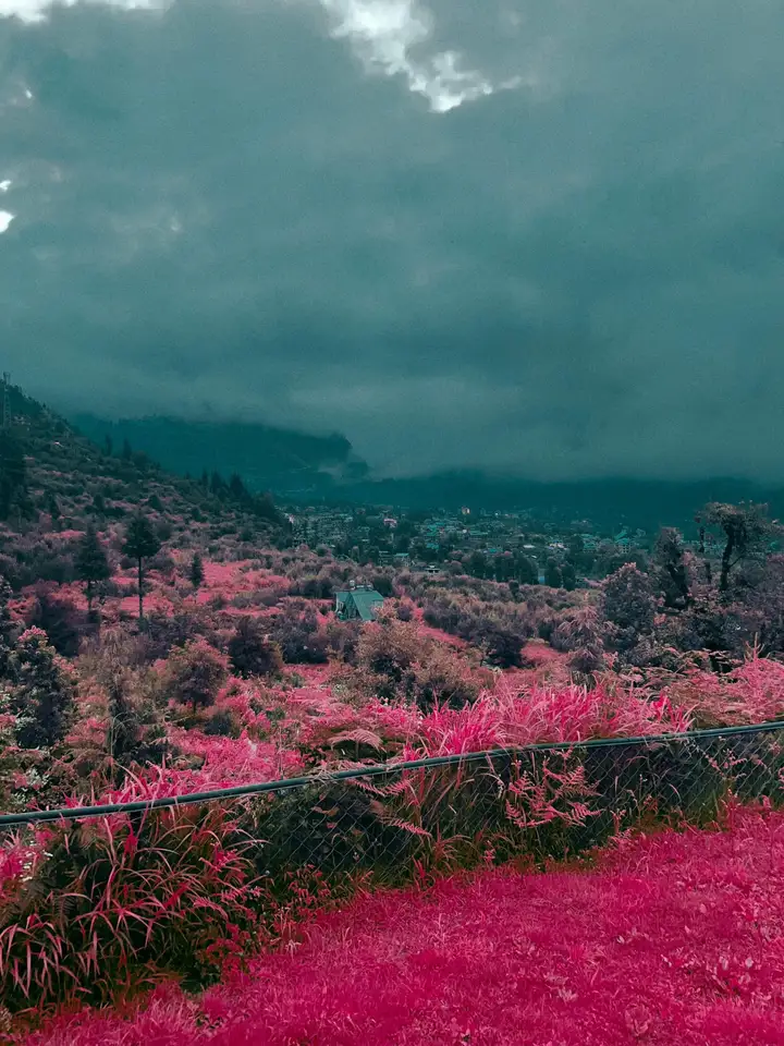 Magenta trees on a hillside beneath dark clouds
