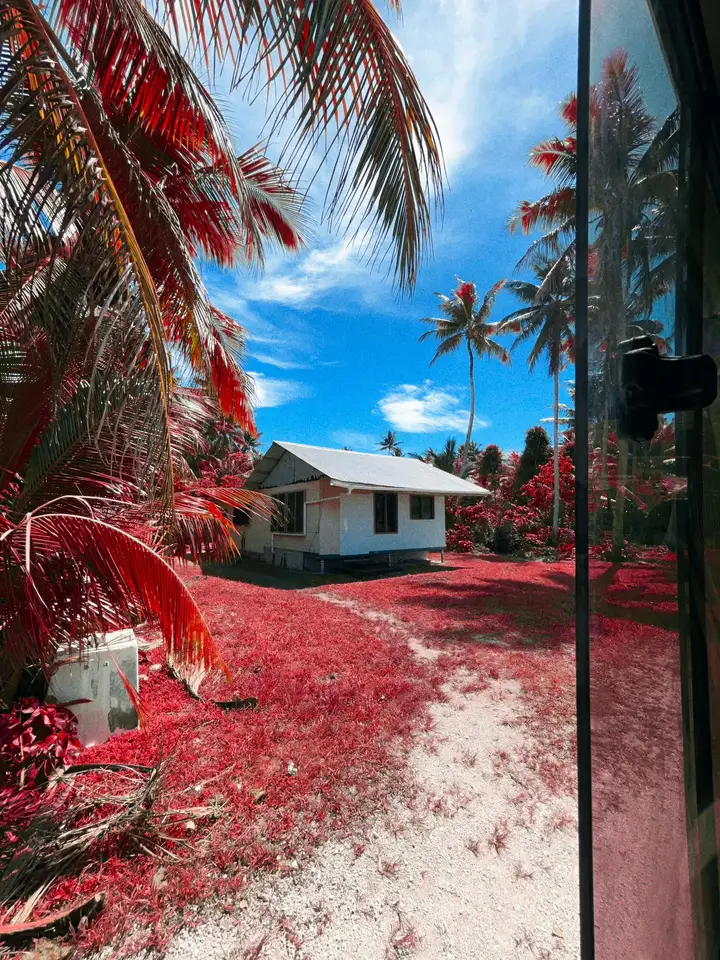 Pink palm fronds framing a white house beneath a blue sky